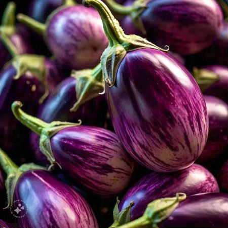 Malaysia Brinjal